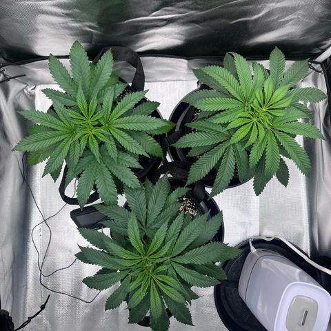 Banana Blaze growlog timeline photo
