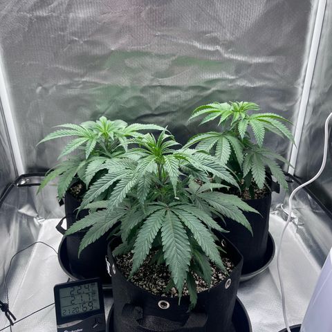 Banana Blaze growlog timeline photo
