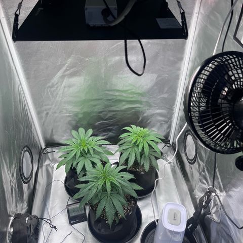 Banana Blaze growlog timeline photo