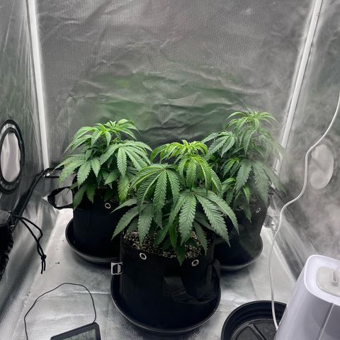 Banana Blaze growlog timeline photo