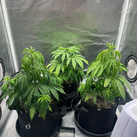 Banana Blaze growlog timeline photo