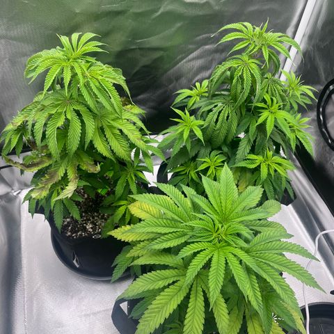 Banana Blaze growlog timeline photo
