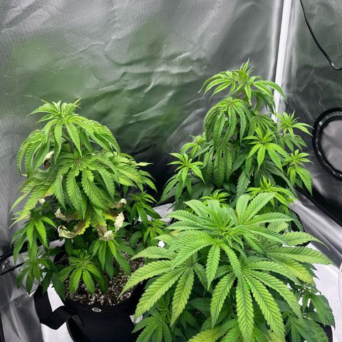 Banana Blaze growlog timeline photo
