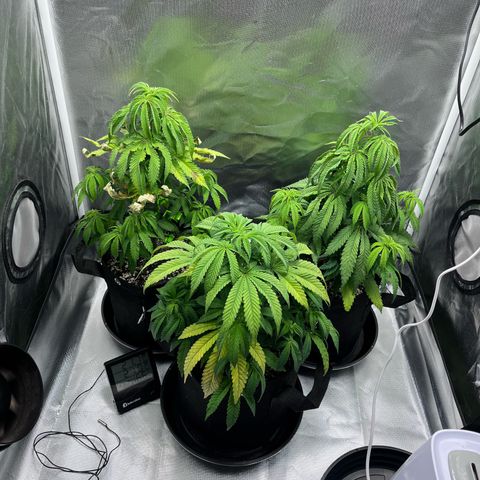Banana Blaze growlog timeline photo