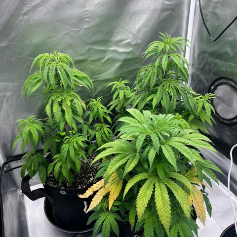 Banana Blaze growlog timeline photo
