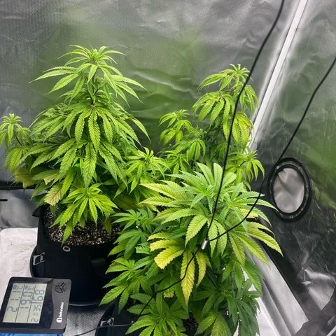 Banana Blaze growlog timeline photo