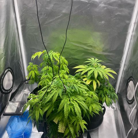 Banana Blaze growlog timeline photo