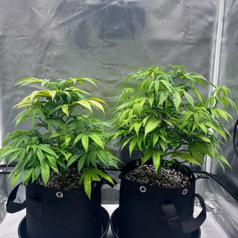 Banana Blaze growlog timeline photo