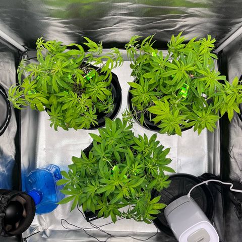 Banana Blaze growlog timeline photo
