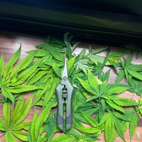 Banana Blaze growlog timeline photo