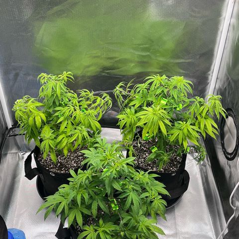 Banana Blaze growlog timeline photo