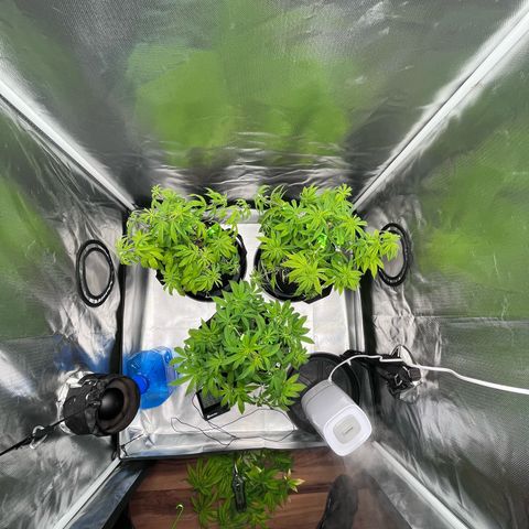Banana Blaze growlog timeline photo