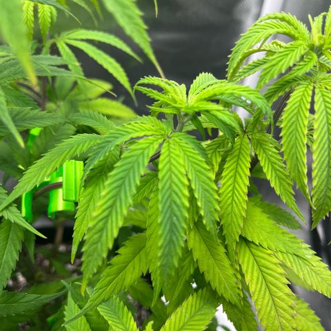Banana Blaze growlog timeline photo