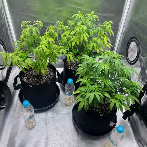 Banana Blaze growlog timeline photo