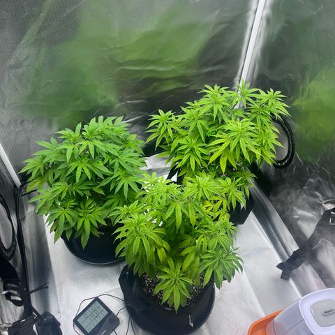 Banana Blaze growlog timeline photo