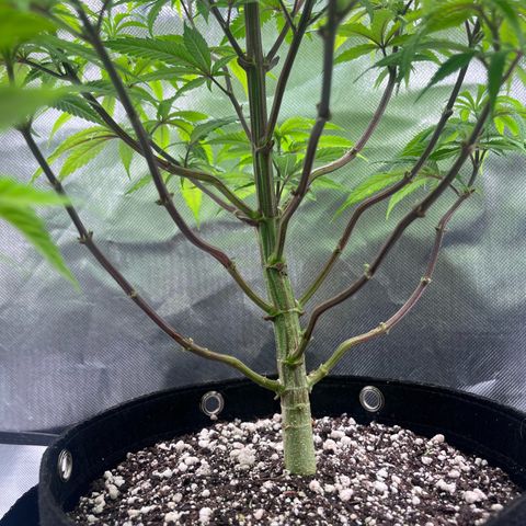 Banana Blaze growlog timeline photo