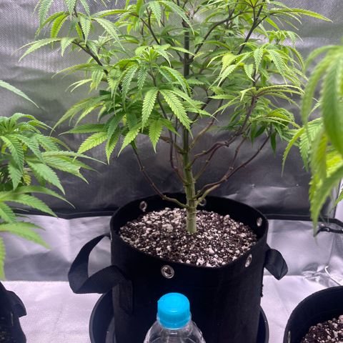 Banana Blaze growlog timeline photo