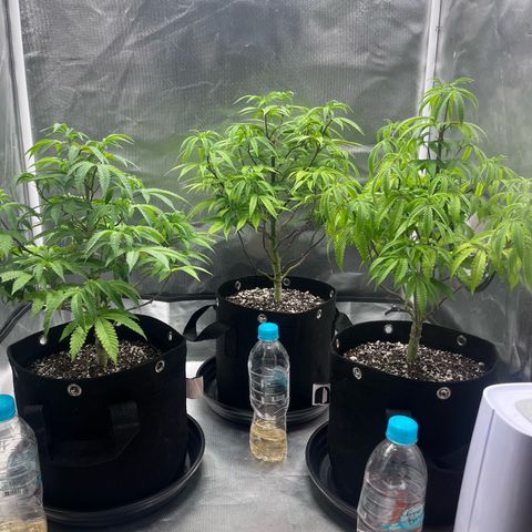 Banana Blaze growlog timeline photo