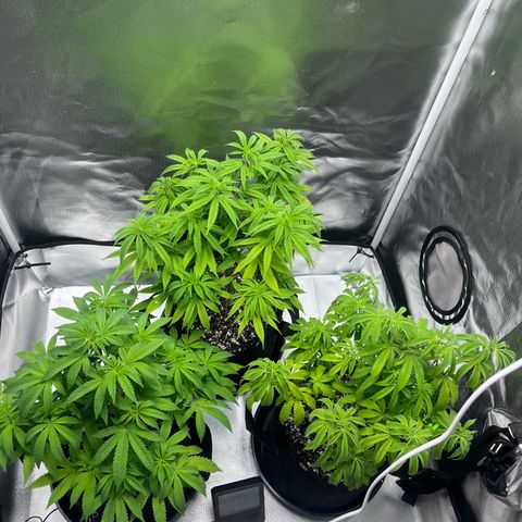 Banana Blaze growlog timeline photo