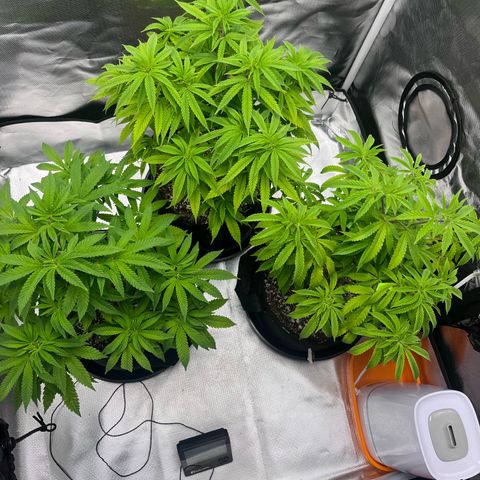 Banana Blaze growlog timeline photo