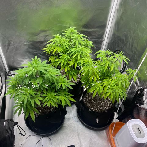 Banana Blaze growlog timeline photo