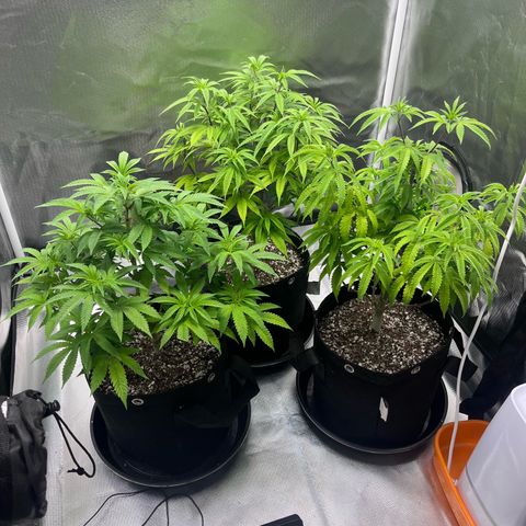 Banana Blaze growlog timeline photo