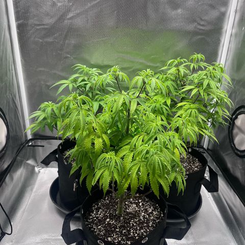 Banana Blaze growlog timeline photo