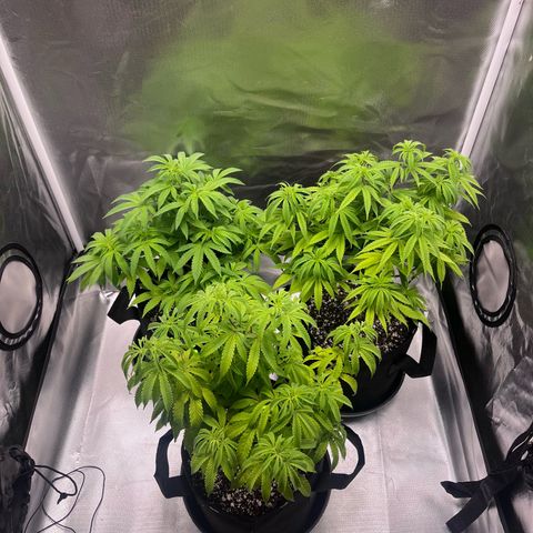 Banana Blaze growlog timeline photo