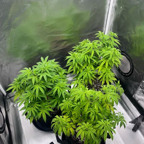 Banana Blaze growlog timeline photo