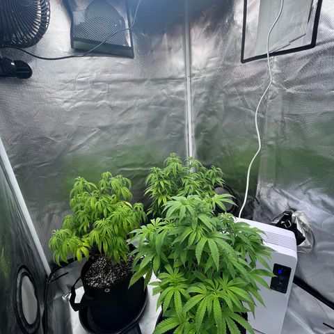 Banana Blaze growlog timeline photo