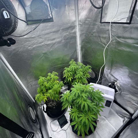 Banana Blaze growlog timeline photo