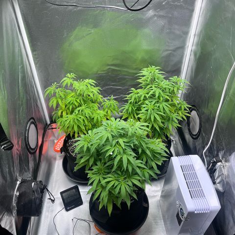 Banana Blaze growlog timeline photo