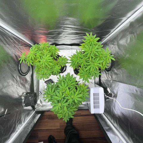 Banana Blaze growlog timeline photo