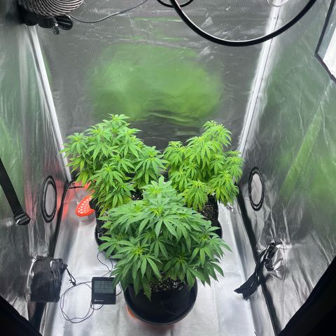 Banana Blaze growlog timeline photo
