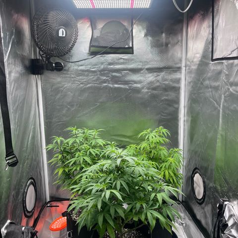 Banana Blaze growlog timeline photo