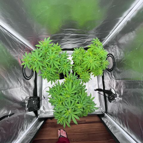 Banana Blaze growlog timeline photo