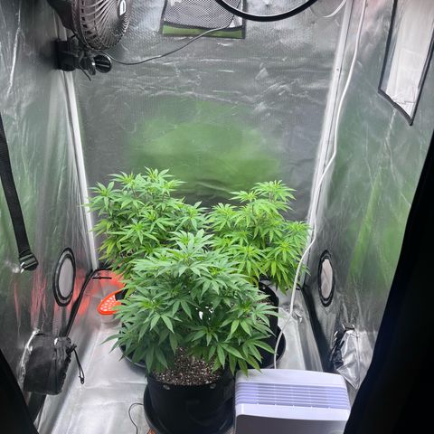 Banana Blaze growlog timeline photo