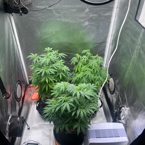 Banana Blaze growlog timeline photo