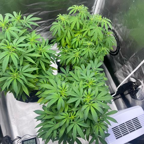 Banana Blaze growlog timeline photo