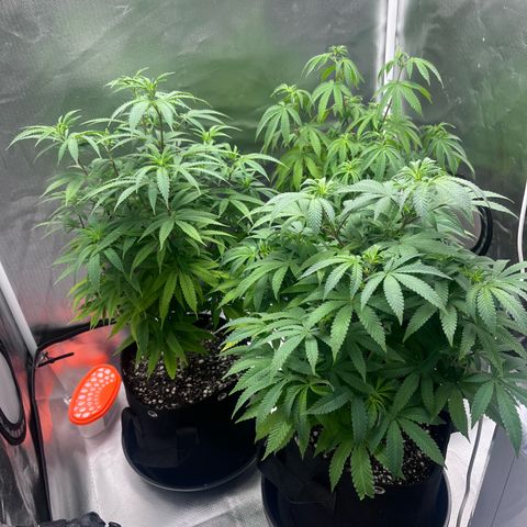 Banana Blaze growlog timeline photo