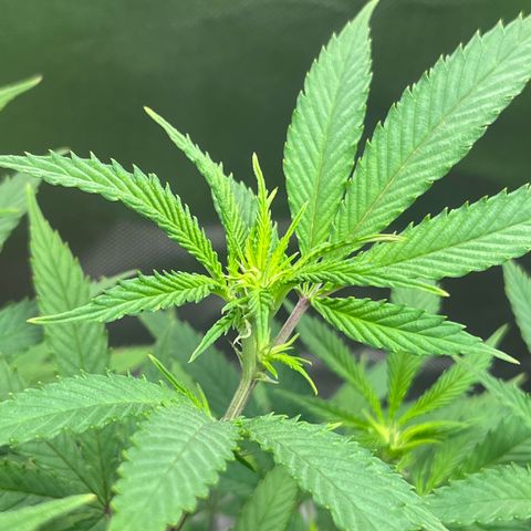 Banana Blaze growlog timeline photo