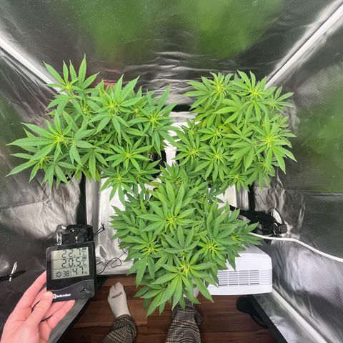 Banana Blaze growlog timeline photo