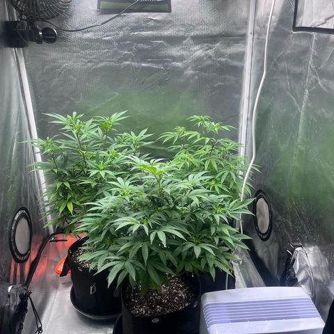 Banana Blaze growlog timeline photo