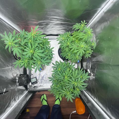 Banana Blaze growlog timeline photo