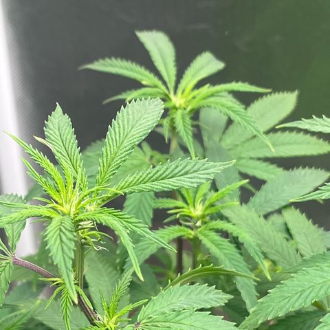 Banana Blaze growlog timeline photo