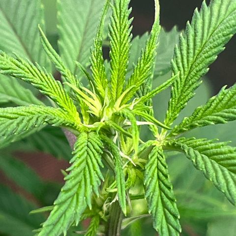 Banana Blaze growlog timeline photo