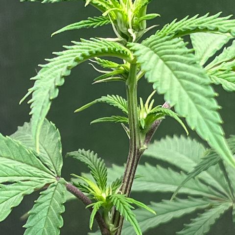 Banana Blaze growlog timeline photo