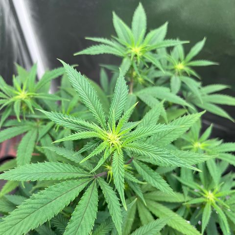 Banana Blaze growlog timeline photo