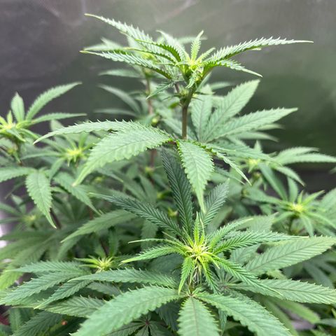 Banana Blaze growlog timeline photo