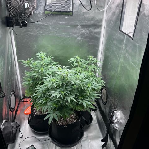 Banana Blaze growlog timeline photo